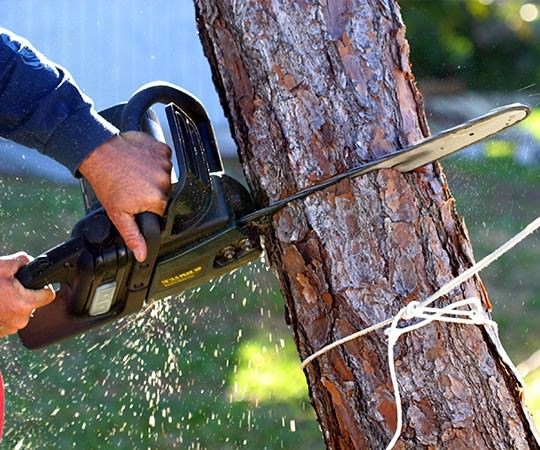 Спил деревьев в Дагомысе и  Краснодарском крае